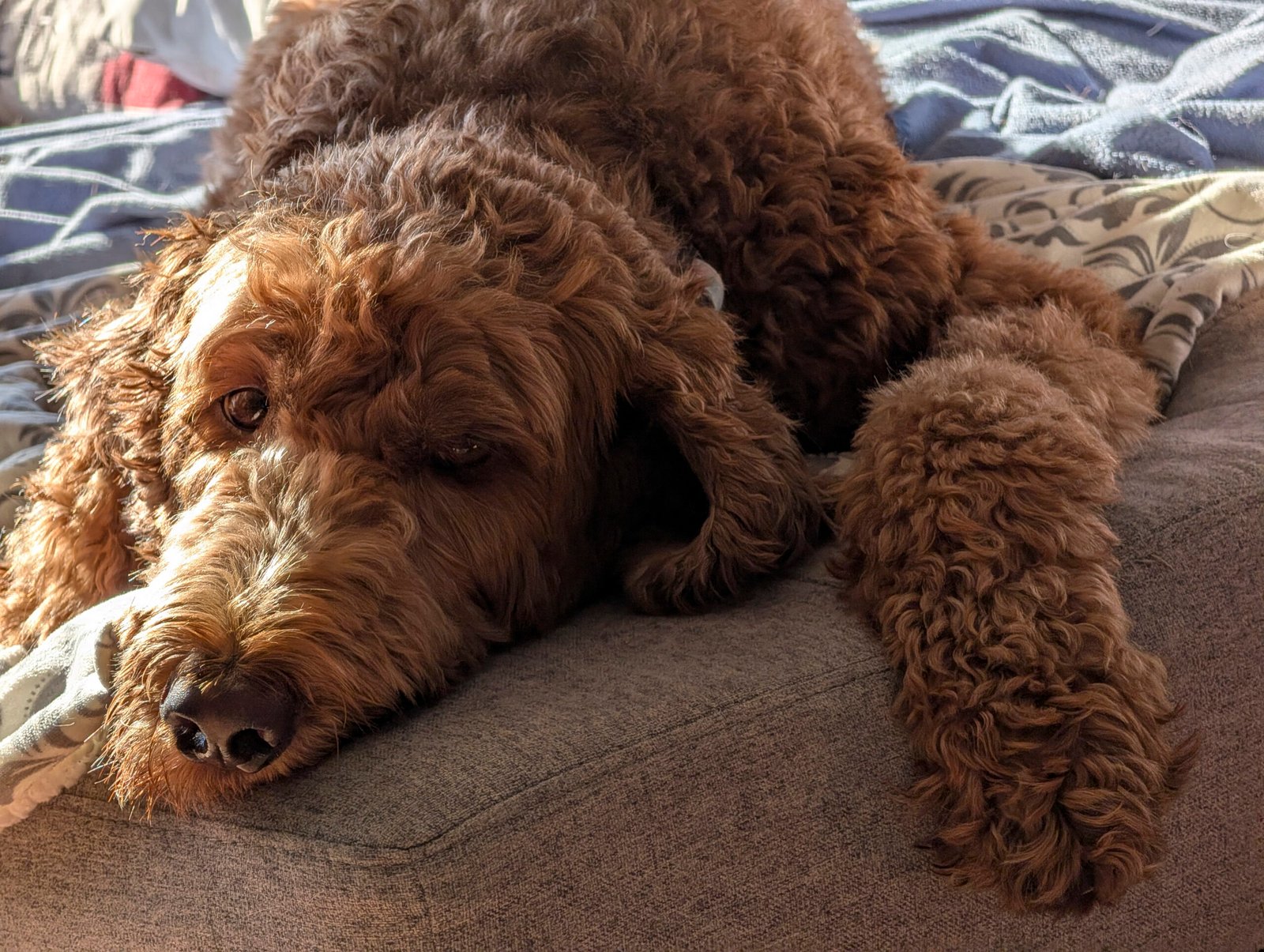Images Of Dogs